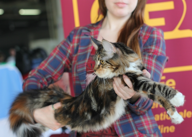 ����-���. ���������� �����