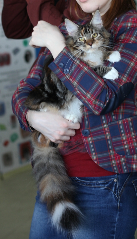 ����-���. ���������� �����