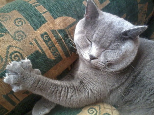 ����������� ��������������� (C������-������). ���������� �����