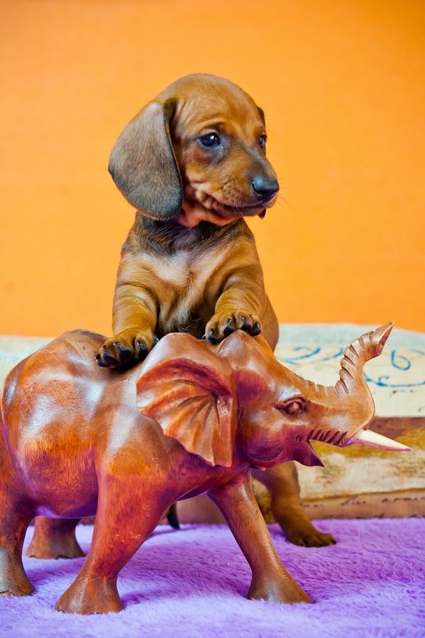 �����. ���������� �����