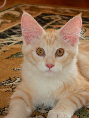 ����-���. ���������� �����