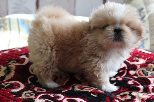 �������. ���������� �����