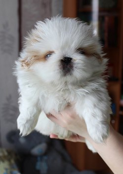 �������. ���������� �����