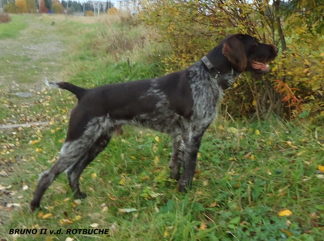 �������� (�������� �������������� �������). ���������� �����