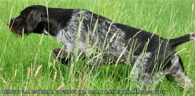 �������� (�������� �������������� �������). ���������� �����