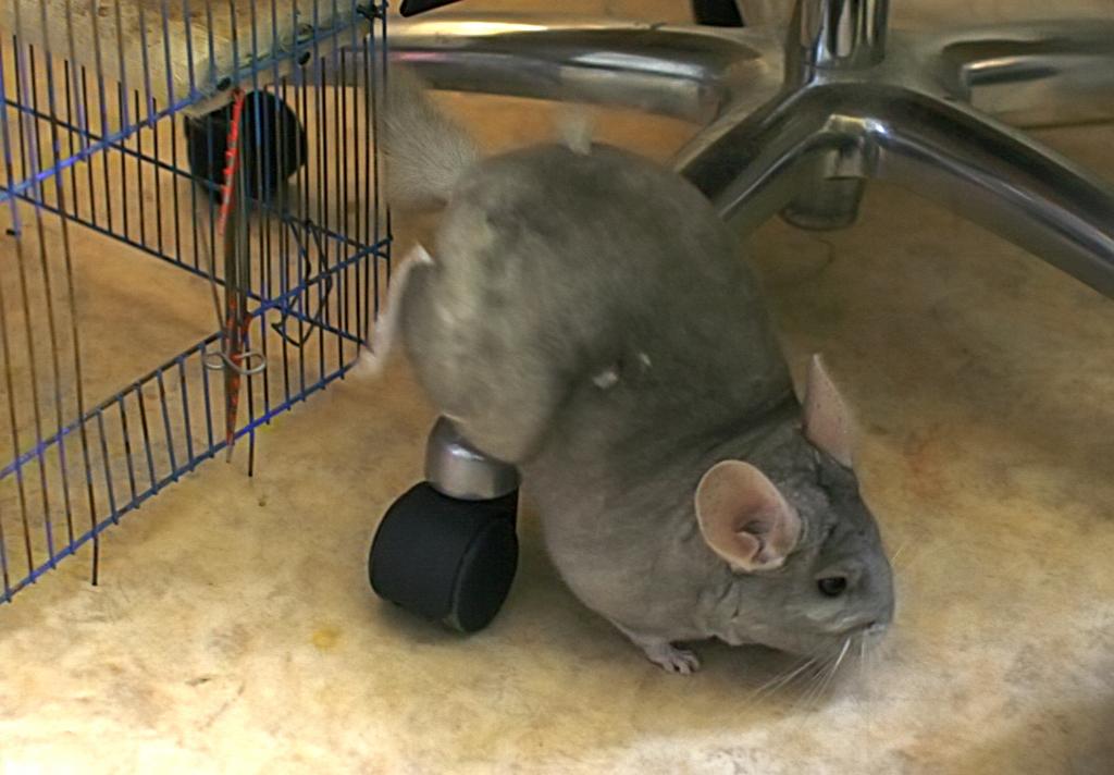 �������� �������������� (������� ��������). ���������� ��������