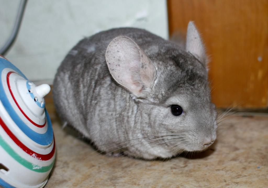 �������� �������������� (������� ��������). ���������� ��������