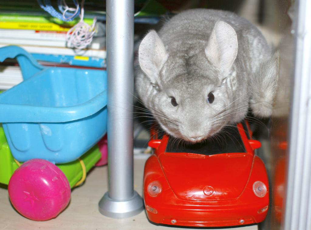 �������� �������������� (������� ��������). ���������� ��������