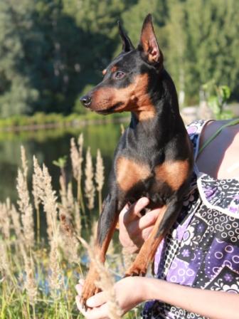 �����������. ���������� �����