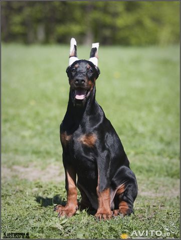 ��������. ���������� �����