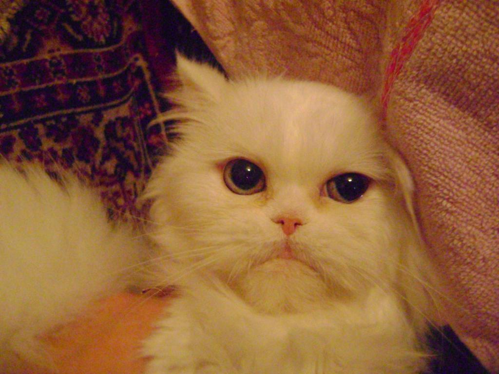 ���������� �����. ���������� �����