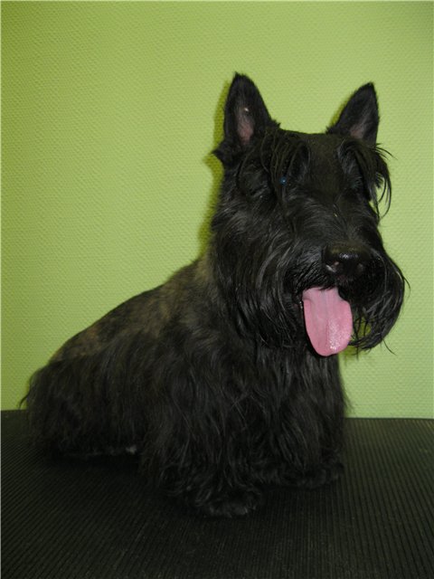 ����������� ������. ���������� �����