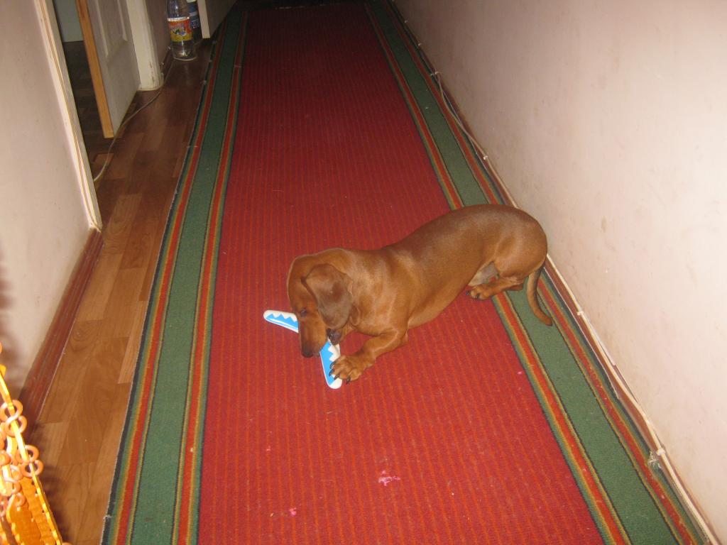 �����. ���������� �����