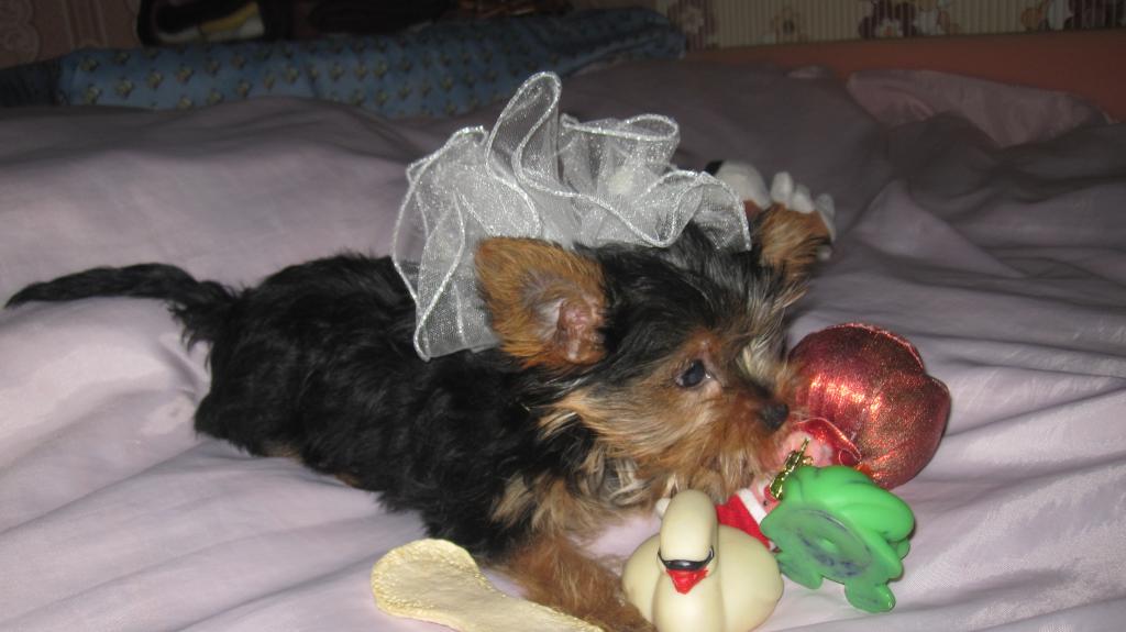 ����������� ������. ���������� �����