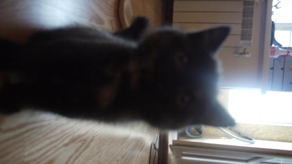 ���������� ���������������. ���������� �����