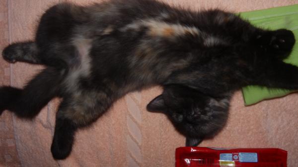 ���������� ���������������. ���������� �����