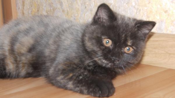 ���������� ���������������. ���������� �����