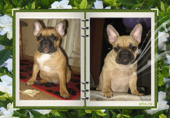 ����������� �������. ���������� �����