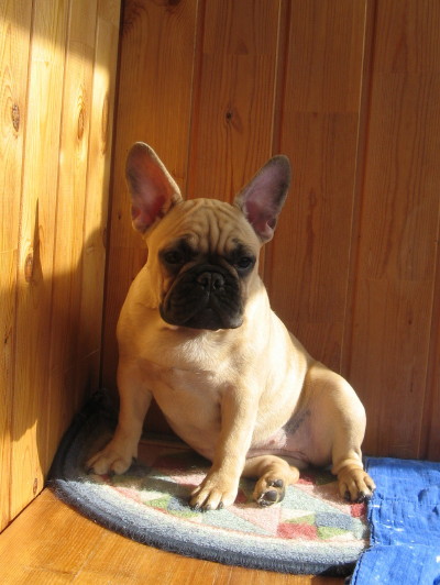 ����������� �������. ���������� �����