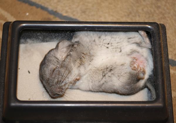 �������� ������������� (��������� ��������). ���������� ��������