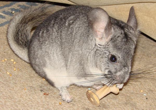 �������� ������������� (��������� ��������). ���������� ��������