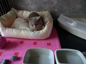 Гостиница для домашних животных в Москвe фото питомника Гостиница для домашних животных в Москвe